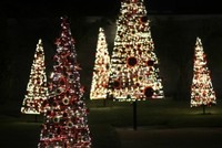 Thông 'lạ' hút khách mùa Noel