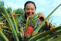 Trồng khóm son bán Tết kiếm trăm triệu đồng ở miền Tây