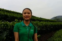 Đảo chè 80 ha xanh mướt xứ Nghệ