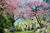 Đi tìm điểm ngắm hoa mùa Xuân đẹp nhất Việt Nam