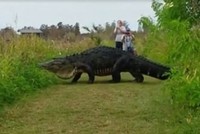 Video cá sấu khổng lồ "đi dạo" gây sốt mạng xã hội Mỹ