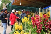 Gần Tết, địa lan Đà Lạt tiền triệu xuống phố