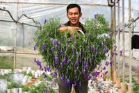 Độc đáo bonsai lavender chơi Tết