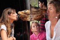  Du khách 'ngã ngửa' vì hươu cao cổ dùng lưỡi khi hôn