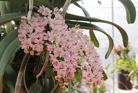 Lan rừng trả trăm triệu không bán ở Hà Nội