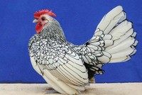 Những con gà kỳ lạ giá nghìn đôla ở Việt Nam