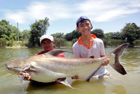  3 loài cá được mệnh danh thủy quái miền Tây