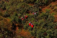 Hơn 4.000 ha chè shan tuyết cổ thụ hữu cơ trên đỉnh Hoàng Su Phì