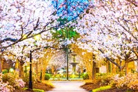 Ba thành phố hoa anh đào nổi tiếng thế giới