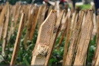 Vườn hoa trung tâm Hà Nội được cắm chông chống chó