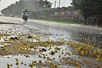 Cơn mưa rào kéo dài 20 phút ở Phúc Thọ chiều qua. Ảnh:Đoàn Tuấn.