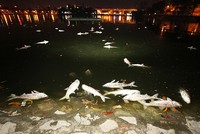 Cá chết la liệt trên mặt hồ Hoàng Cầu