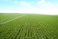 Diện tích vùng nguyên liệu của riêng SBT hiện trên 30.000 ha