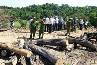 Chủ mưu vụ phá gần 61 ha rừng tại Bình Định là Giám đốc Công ty cổ phần Đầu tư và kinh doanh tổng hợp Thương Thảo.