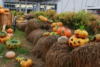 Gợi ý một số địa điểm: Crescent mall (quận 7), Aeon mall (quận Tân Phú, quận Bình Tân), Takashimaya (quận 1)... Ảnh minh họa: Thanh Tuyết.