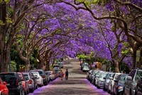 Mùa phượng tím rực rỡ ở Sydney