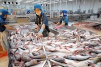 Nhu cầu tăng cao khiến cá tra nguyên liệu tăng giá mạnh.