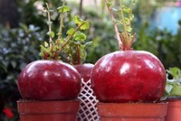 Nông sản độc đáo vào chậu cảnh chưng Tết