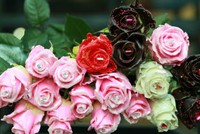 Hồng phủ socola bán khá chạy. Ảnh:Flowerbox.