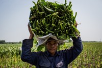 Cánh đồng thuốc lào lớn nhất Sài Gòn vào mùa thu hoạch