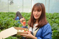 Vườn dâu tây ở Sa Pa thu phí tham quan 4 ngày nghỉ lễ