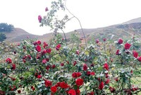 Những gốc hoa hồng cổ siêu đắt đỏ của đại gia Việt