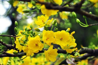 Mai cổ thụ chơi Tết được đặt thuê sớm