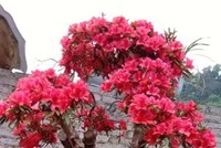 Cây đỗ quyên cổ thụ 300 năm tuổi nở hoa vào năm ngoái. Ảnh: NVCC.
