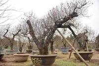 Đào cổ thụ Nhật Tân giá hàng trăm triệu của đại gia chơi Tết