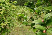 Trồng trà hoa vàng thu tiền tỷ mỗi năm ở Quảng Ninh