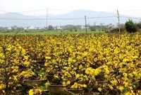 Nhiều nông dân nghèo trồng mai ở thị xã An Nhơn (Bình Định) mất tết vì mai nở rộ trước Tết.