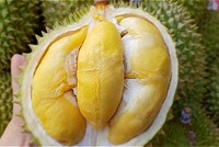 Sầu riêng tăng giá mạnh. Ảnh:HC.