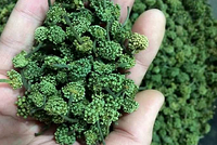 Nụ hoa tam thất được sấy khô để uống.