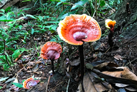 Nấm lim xanh mọc từ thân cây gỗ lim. Ảnh:NVCC.