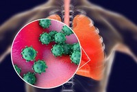 nCoV có thể sao chép ở đường hô hấp trên hoặc dưới. Ảnh: The Scientist.