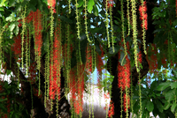 Hà Nội đang mùa hoa Lộc Vừng.