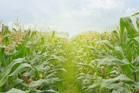 Tập đoàn Pan (PAN): Quý III/2020 doanh thu đạt 2.670,1 tỷ đồng, tăng 34,7%