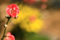 Tết đang đến thật gần. Ảnh: Thành Nguyễn.