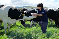 ĐHĐCĐ của Vilico (VLC): Cổ đông tiếp tục chất vấn về việc sáp nhập “mẹ vào con”