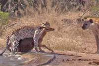 Linh cẩu tham lam tấn công báo hoa mai để cướp con mồi, cuối cùng nhận cái kết "mất cả chì lẫn chài"