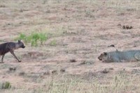 Trận địa "thiên la địa võng" sư tử dành tặng đặc biệt cho kẻ thù nguy hiểm nhất