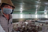 Hoàng Anh Gia Lai (HAG) muốn chuyển đổi nợ của Chăn nuôi Gia Lai thành vốn góp