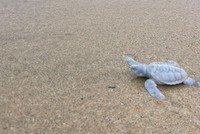 Six Senses Côn Đảo đón chào một cá thể rùa biển bạch tạng quý hiếm