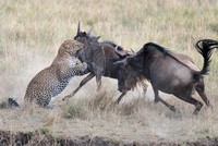 Linh dương đầu bò húc văng báo hoa mai để bảo vệ con