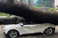 Bảo hiểm Ngân hàng Công thương ước bồi thường hàng trăm tỷ đồng do báo Yagi