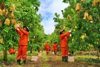 Lãi ròng quý III/2024 đạt 28 tỷ đồng, 9 tháng Nafoods (NAF) hoàn thành 71% kế hoạch lợi nhuận năm