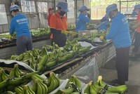 Chủ tịch HAGL (HAG): giá chuối tăng cao và hoàn nhập dự phòng giúp lợi nhuận cả năm có thể đạt 2.500 tỷ đồng 