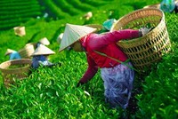 Giải phóng gần 500 container chè Việt Nam kẹt tại cảng Karachi, Pakistan