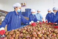 Năm 2026, xuất khẩu đặt mục tiêu tăng trưởng trên 15%. Trong ảnh: Nông sản là một trong những mặt hàng mang lại giá trị xuất khẩu cao (Ảnh: Đức Thanh)