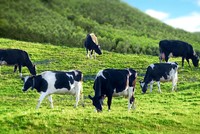 Giá cổ phiếu lao dốc, GTNfoods (GTN) trấn an nhà đầu tư